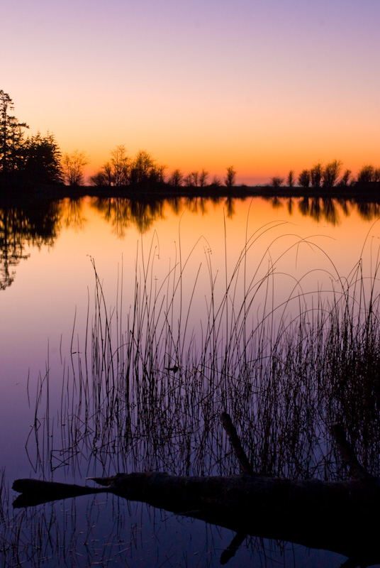 Reeds In Cranberry Lake At Sunset